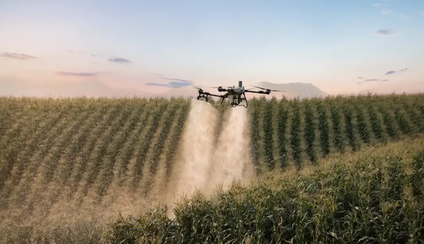 DJI Agras T55 พ่นยาในแปลงข้าวโพด